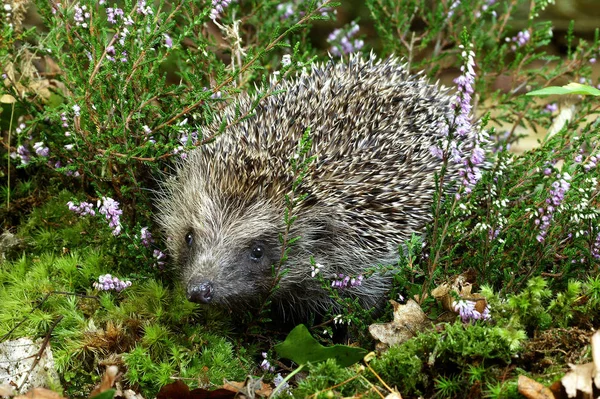 Herisson D 'Europe erinaceus europaeus Nincs magyar neve — Stock Fotó