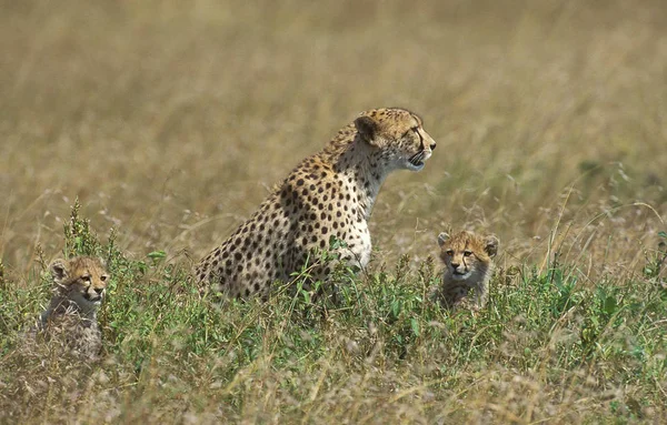 GUEPARD acinonyx fablatus — стоковое фото