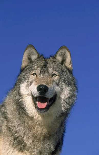 Loup Du Canada canis lupus occidentalis — 스톡 사진