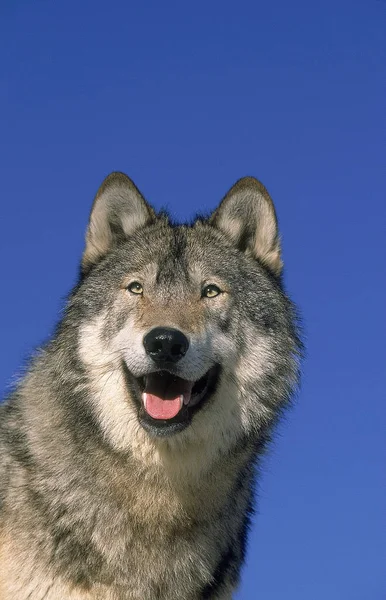 Loup du Canada canis lupus occidentalis — Foto de Stock