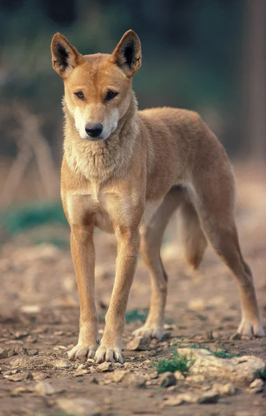 DINGO canis familiaris dingo — Fotografie, imagine de stoc