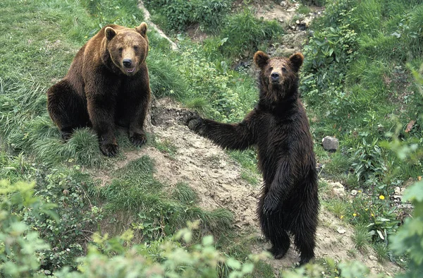 Unser brun ursus arctos — Stockfoto