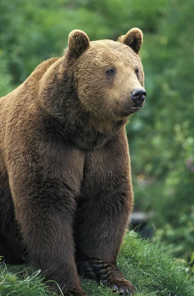 Unser brun ursus arctos — Stockfoto