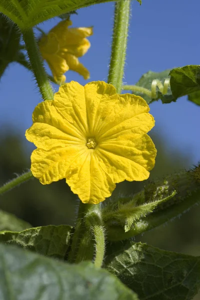 Cornichón — Foto de Stock