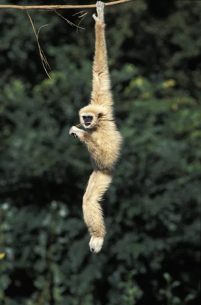 GIBBON A MAINS BLANCHES hylobates lar — Stock Photo, Image