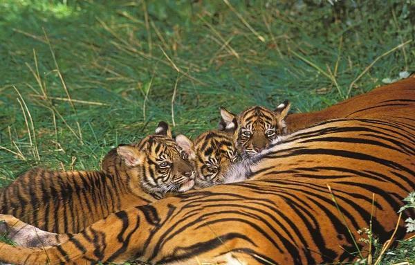 TIGRE DE SUMATRA pantera tigris sumatrae — Foto de Stock