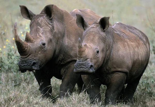 Rhinoceros Blanc ceratotherium simum — Fotografia de Stock