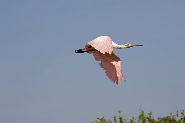 SPATULE ROSE platalea ajaja — Stock Photo, Image