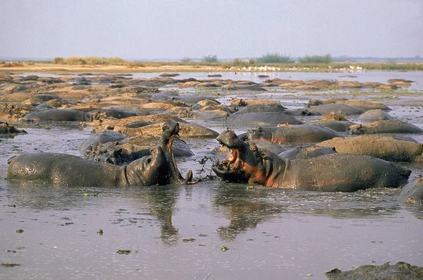 HIPPOPOTAME hippopotame amphibie — Photo