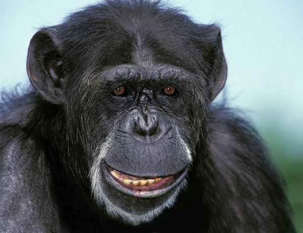 黑猩猩的盘状软体动物 — 图库照片
