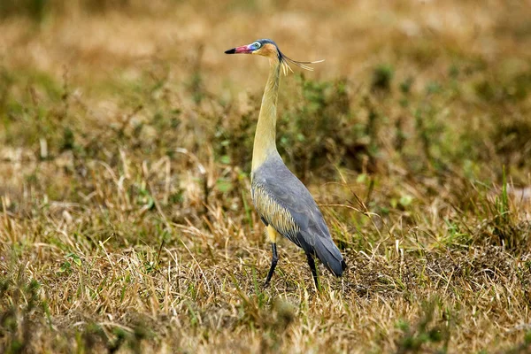 Heron Flütü De Soleil syrigma sibilatrix — Stok fotoğraf