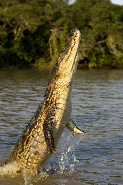 Caiman A Lunets｜caiman crocodilus — ストック写真