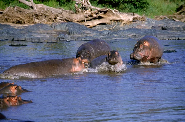 HIPPOPOTAME hipopótamo anfibio —  Fotos de Stock