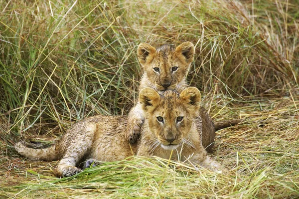 Lion D'Afrique panthera leo — стокове фото