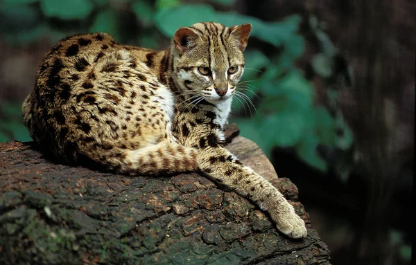 Chat Du Bengale prionailurus bengalensis — Fotografia de Stock