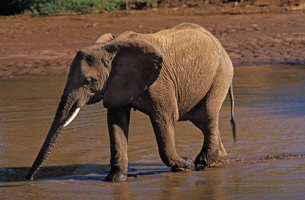 Elephant D 'Afrique loxodonta africana — Φωτογραφία Αρχείου