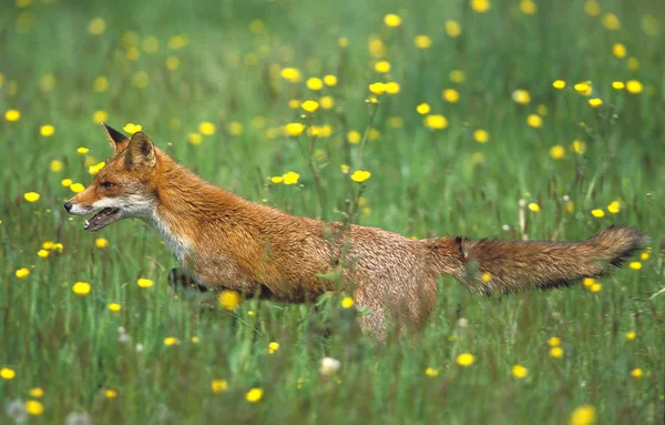 Renard Roux vulpes vulpes — Photo