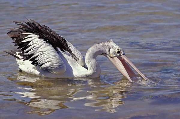 Pelican A Lunettes pelecanus conspicillatus — Foto de Stock