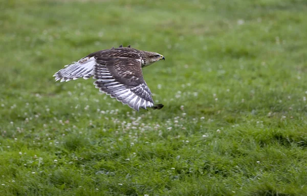 Buse Rouilleuse buteo regalis — Fotografia de Stock