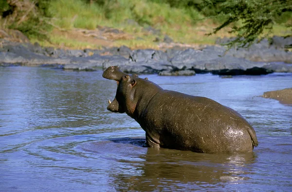 HIPPOPOTAME hipopótamo anfíbio — Fotografia de Stock
