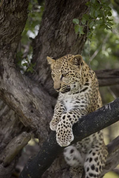 Panorada leopar panthera pardus — Stok fotoğraf