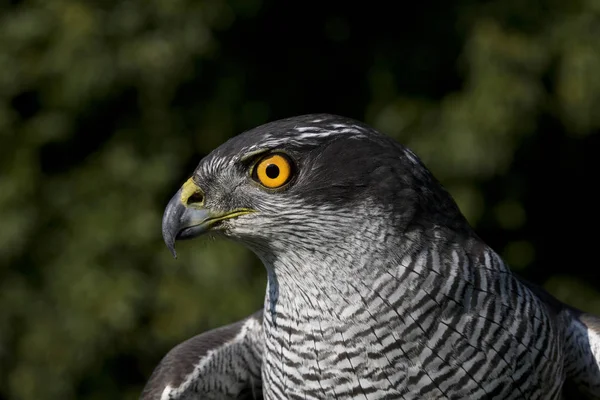 Autour Des Palombes accipiter gentilis — Fotografia de Stock