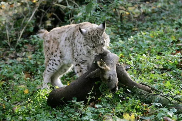 Luchs Boreal felis vaşak — Stok fotoğraf