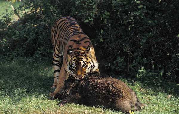 TIGRE DE SUMATRA pantera tigris sumatrae — Foto de Stock