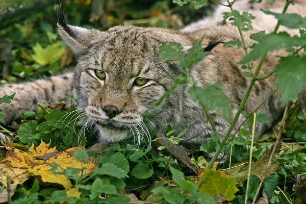 Luchs boreal felis lynx — Stockfoto