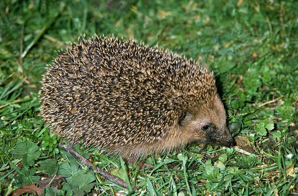 HERISSÃO D 'EUROPA erinaceus europaeus — Fotografia de Stock