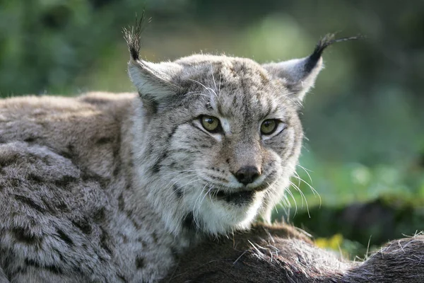 Luchs Boreal felis vaşak — Stok fotoğraf