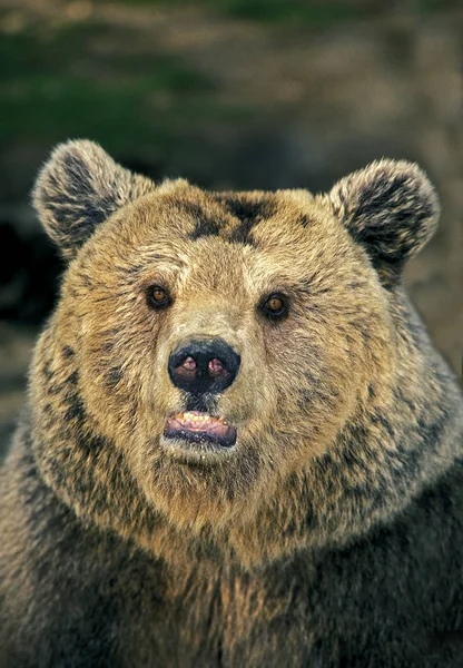 O nosso BRUN ursus arctos — Fotografia de Stock