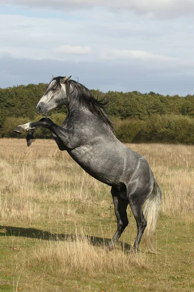 Lusitanien — Stockfoto