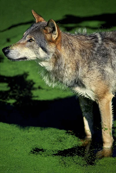 LOUP D'EUROPE canis lupus — Stock Photo, Image