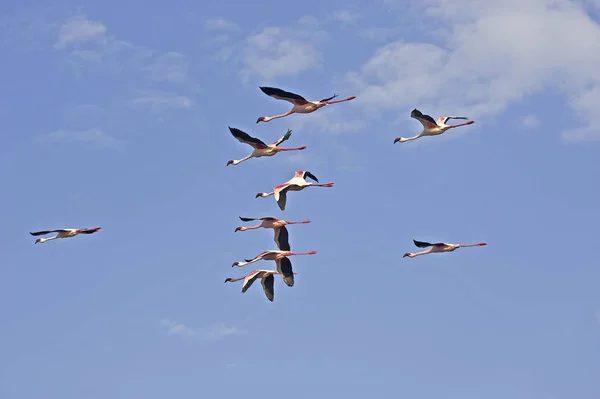 Flamant Nain phoenicopterus minor — Zdjęcie stockowe