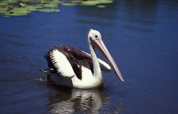 Pelican A Lunettes pelecanus conspicillatus — Foto de Stock
