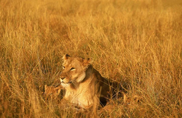 LION D 'AFRIQUE panthera leo — Fotografia de Stock