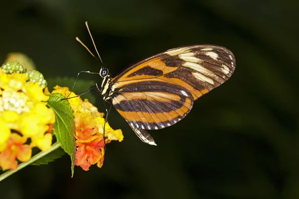 Papillon Eueides isabella — стокове фото