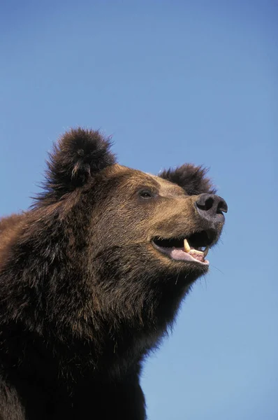 Vår Brun ursus arctos — Stockfoto