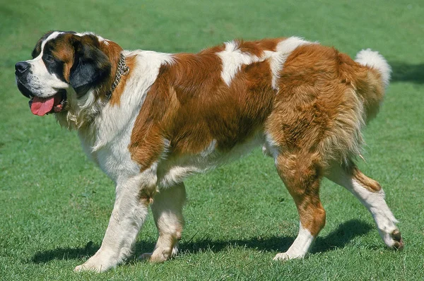 Saint bernard — Stok fotoğraf