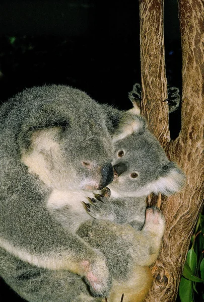 Koala phascolarctos cinereus — Stockfoto