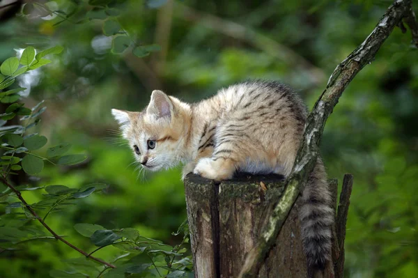 Chat Des Sables μαργαρίτα felis — Φωτογραφία Αρχείου