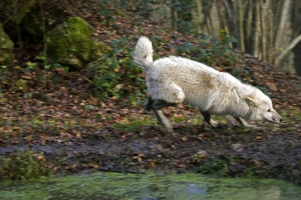 Loup Blanc De La Toundra canis lupus tundrarum — Stock fotografie