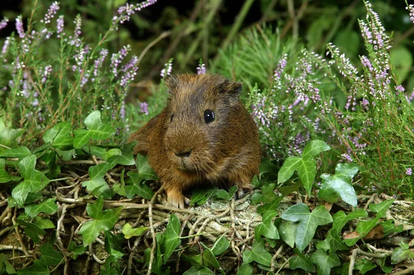 Cobaye Domestique cavia porcellus — Stockfoto