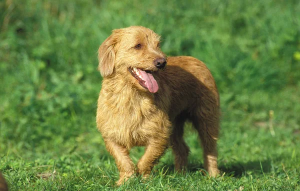 BASSET FAUVE DE BRETAGNE — Stock Photo, Image