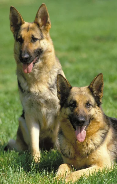 Berger allemand — Stockfoto