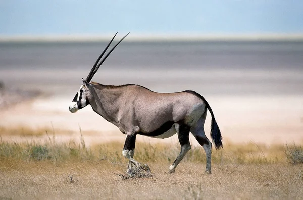 Oryx Gazelle oryx gazella — Stockfoto