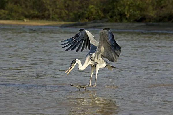 ON COCOI ardea cocoi — стоковое фото