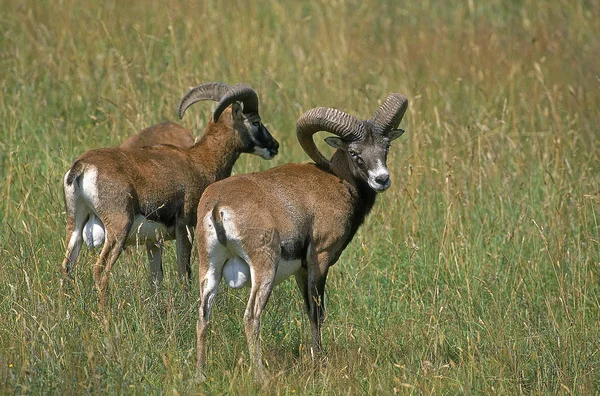Mouflon De Corse ovis ammon musimon — Photo