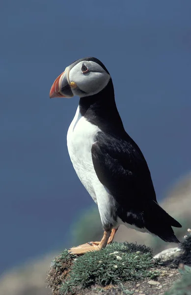 Macareux Moine fratercula arctica — Fotografia de Stock